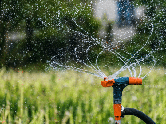 sprinkler in backyard